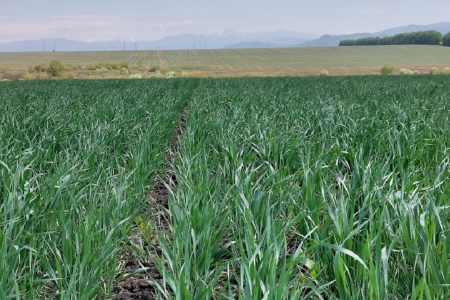 Хорошее состояние озимой пшеницы наблюдается на юге Казахстана